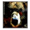 Element Eighty - The Bear
